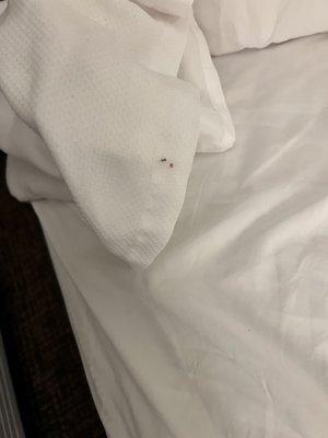 Bed bugs in the sheets