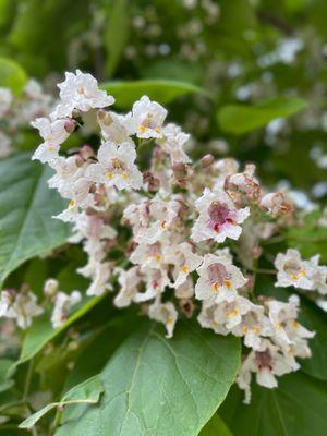 Pretty flowers