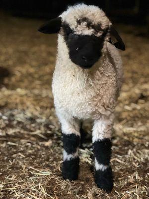 Valais Blacknose Sheep