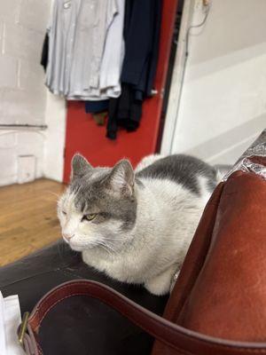 Paquito the shop kitty