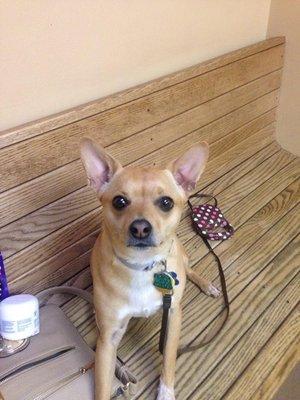 Sasha waiting on Dr. Amy at Pierson Veterinarian in Davison Michigan.