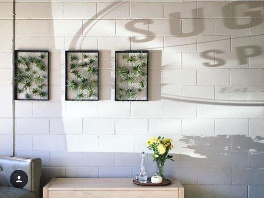 Airplants in our relaxing lobby.