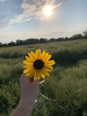 A field with flowers