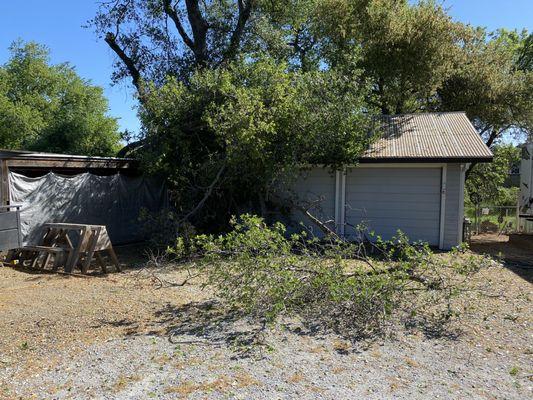 Fallin oak tree