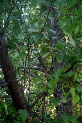 Look closely -- a huge squirrel was making a ton of noise in front of an academic building.