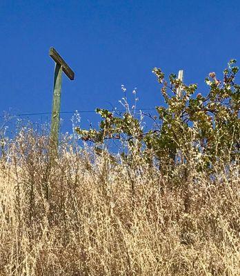 Detail from an older section on the estate vineyards.