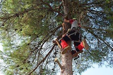 Tree trimming