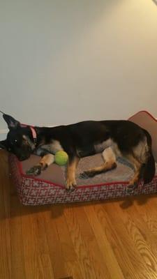 Resting and healing with her favorite ball!!!