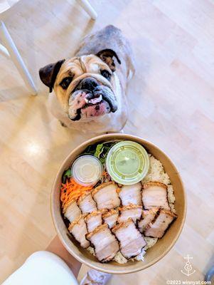 crispy pork belly bowl and covetous bulldog begging for scraps