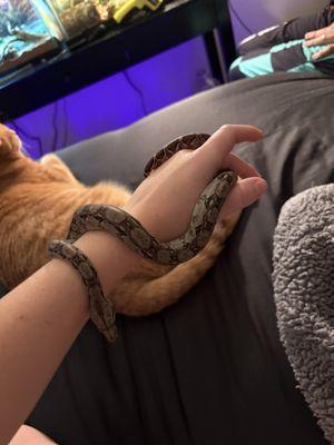 Central American Red Tail Boa