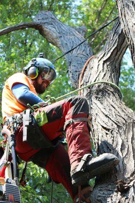 Splintered Forest Climber