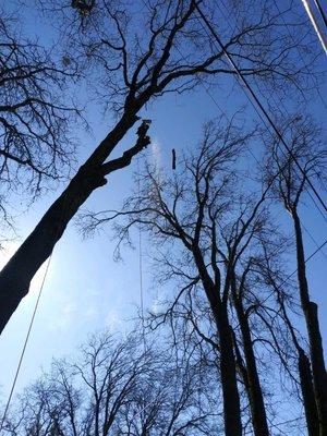 150 ft oak removal dunsmuir ca