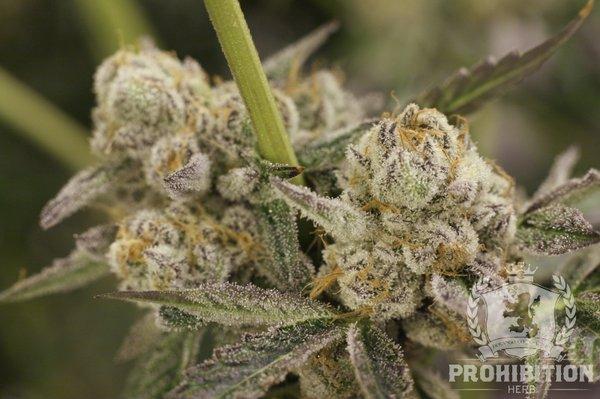 THE BROTHERHOOD, PROHIBITION HERB's proprietary celebrity strain. 2nd Highest testing Colorado strain HIGH TIMES 2105