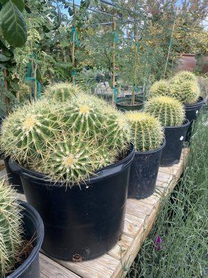 Barrell Cactus