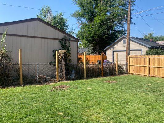 Fence posts that have been installed over a week.