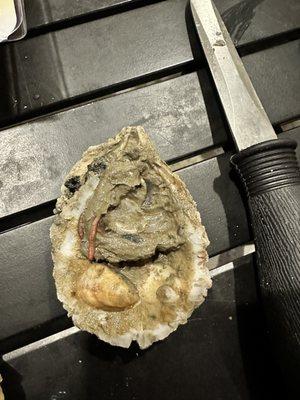 One out of five oysters were like this.