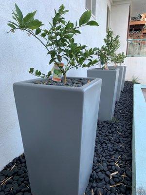 These are the citrus trees, between the garage and house.