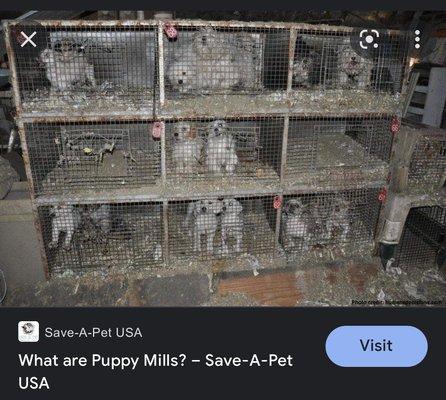 This is where they get the puppies they sell. No you're not saving them, you're supporting them.