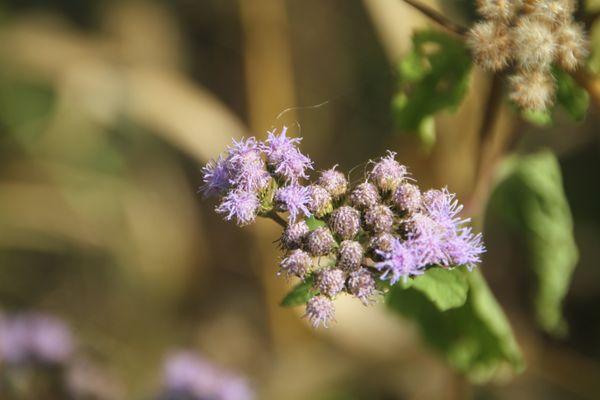 Wildflowers are everywhere on the vineyard