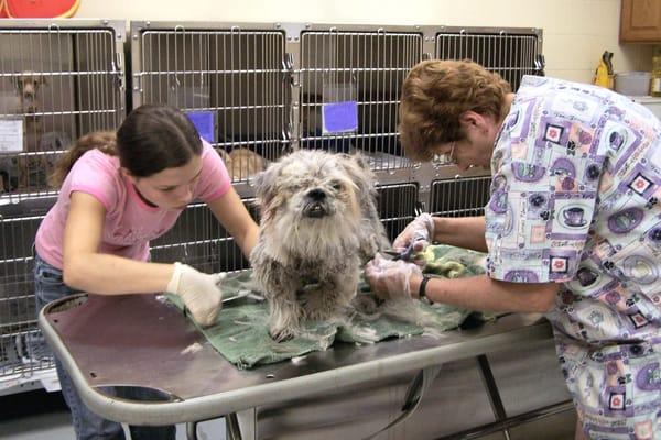 Jessica, Kennel Tech and Elizabeth, Shelter Manager, groom severely neglected RUBIN (now in a very happy forever home).