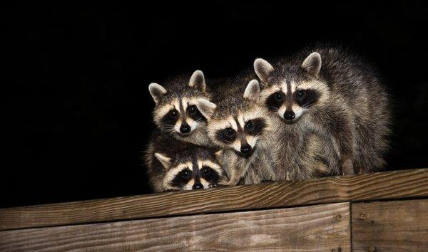 We safely trap and relocate racoons