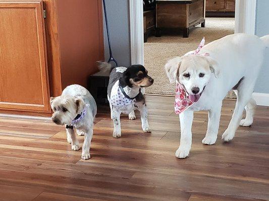 Simon, Jake and Sadie.