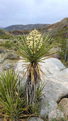 The Wildlands Conservancy - Mission Creek Preserve