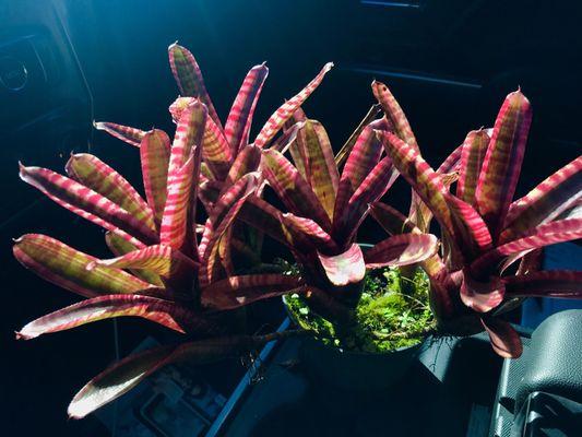 Super awesome bromeliads we picked up today. These are from Costa Rica.