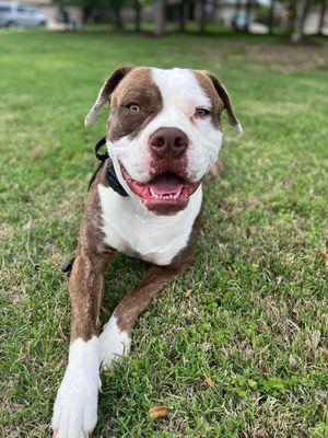 Such a sweet American Bulldog