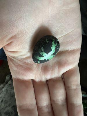 Dinosaur Egg