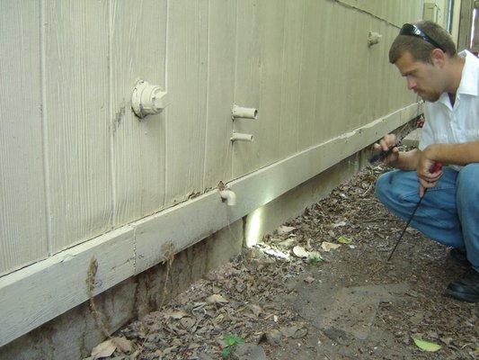 termite tunnels