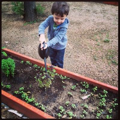 Gardening at The Mana Academy. Watering the sprouts and learning about life cycles