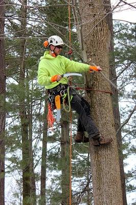 Services include Pruning (Photo), Removal, Stump Grinding, Tree & Shrub Planing/Transportation, Storm Damage, Cabling & Bracing