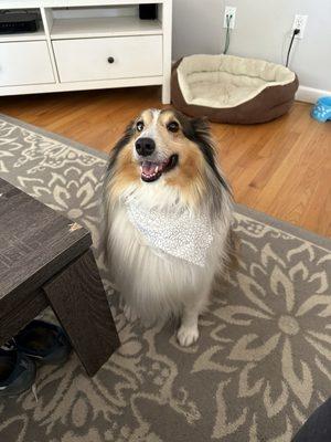 A happy, clean, and fresh Luca with a clean coat and a winning smile!