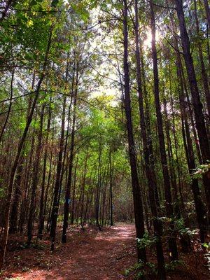 Hiking trail on scenic road