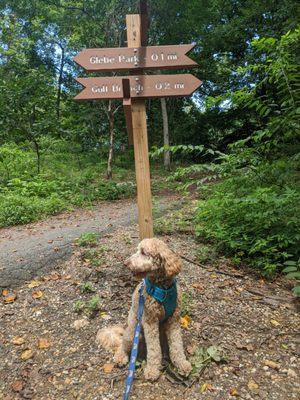 Picture of Sonny the Goldendoodle during his walk at Glebe Park.