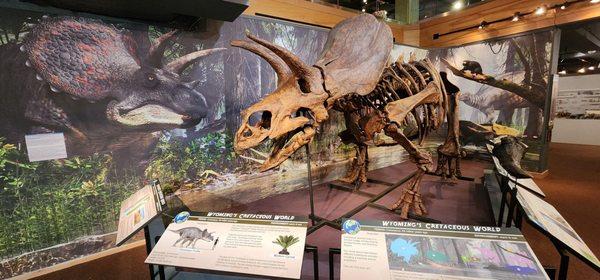 Triceratops skeleton