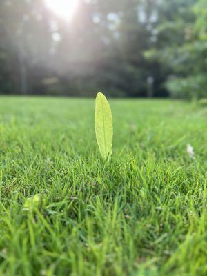 leafling