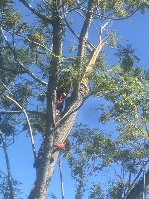 Cleaning up storm damage