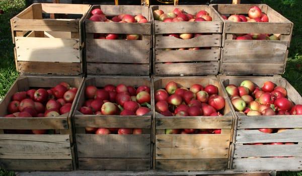 Freshly Picked - Bushels of Apples at the orchard store at old homestead