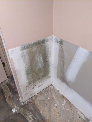 Mold/Fungal Contamination