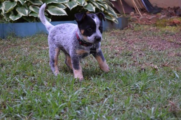 Sheldon -- An Australian Cattle Dog puppy