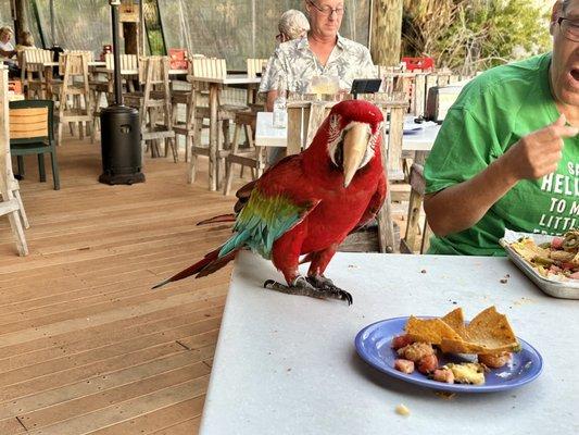 Riley, the , was sitting at the table next to us with his owners