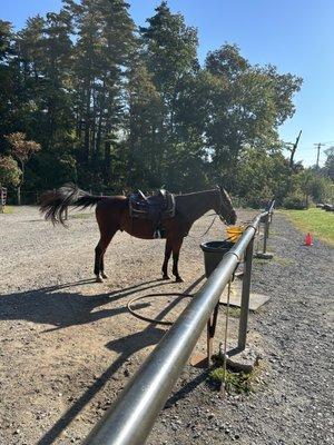 Horse in the stable prior to ride.