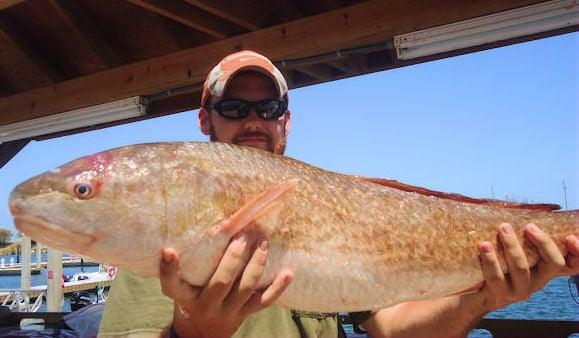 36in Redfish