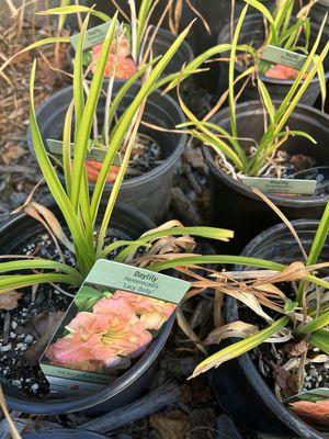 Daily ar Natives garden center