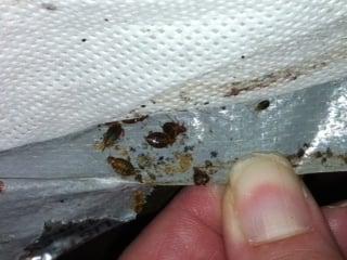 THINK YOU HAVE BEDBUGS?  HERE'S WHAT TO LOOK FOR, CALL US FOR A FREE ESTIMATE!!