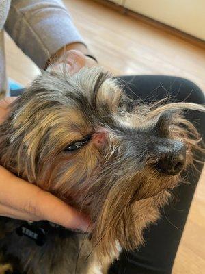 Dog hurt while being groomed.