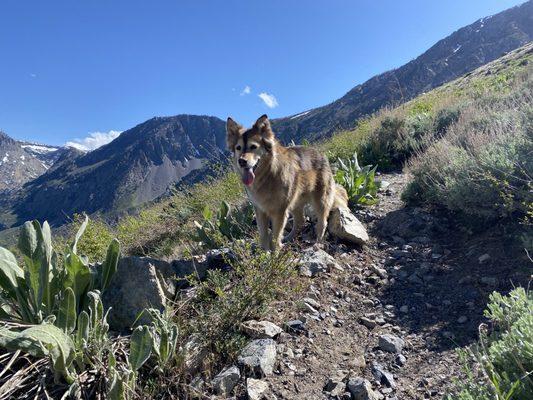 Sasha hiking (before grooming)