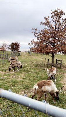 Hardy's Reindeer Ranch